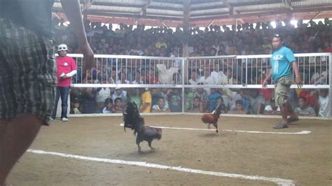international derby cockfighting videos.